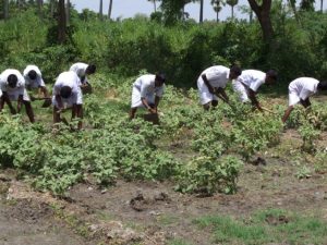 brinjal