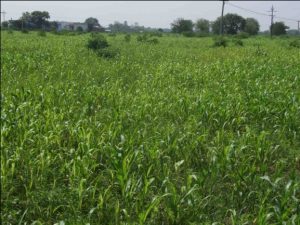 fodder for cattle